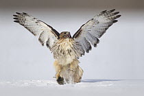 Red-tailed Hawk (Buteo jamaicensis) catching rodent prey in snow, Ohio