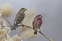 Purple Finch (Carpodacus purpureus) female and male, Ohio