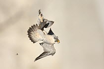 Peregrine Falcon (Falco peregrinus) carrying bird prey, Ohio
