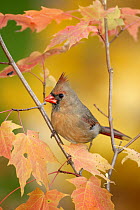 Northern Cardinal (Cardinalis cardinalis) female, Ohio