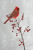 Northern Cardinal (Cardinalis cardinalis) male, Ohio