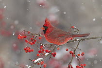 Northern Cardinal (Cardinalis cardinalis) male, Ohio