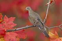 Mourning Dove (Zenaida macroura), Ohio