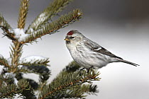 Hoary Redpoll (Carduelis hornemanni), Ontario, Canada