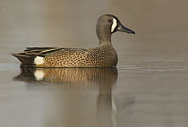 Blue-winged Teal (Anas discors) male, Ohio