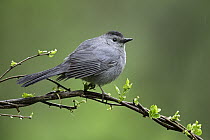 Gray Catbird (Dumetella carolinensis), Ohio