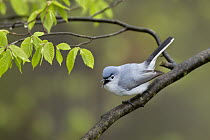 Blue-grey Gnatcatcher (Polioptila caerulea) calling, Ohio