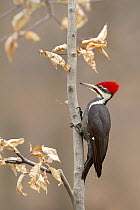 Pileated Woodpecker (Dryocopus pileatus) male, Ohio