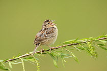 Grasshopper Sparrow (Ammodramus savannarum) singing, Ohio