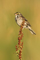 Savannah Sparrow (Passerculus sandwichensis), Ohio