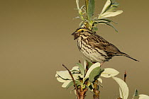 Savannah Sparrow (Passerculus sandwichensis) carrying insect food, Alaska