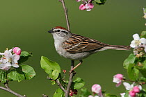 Chipping Sparrow (Spizella passerina), Ohio