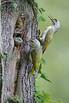 Grey-headed Woodpecker (Picus canus) parents feeding chicks at nest hole, Zurich, Switzerland
