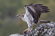 Bonelli's Eagle (Hieraaetus fasciatus), Portugal