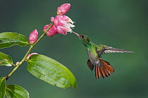 Rufous-tailed Hummingbird (Amazilia tzacatl) feeding on nectar at flowers, Costa Rica