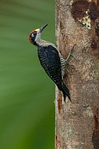 Black-cheeked Woodpecker (Melanerpes pucherani) male, Costa Rica