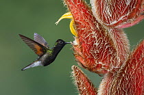 Black-bellied Hummingbird (Eupherusa nigriventris) feeding on nectar, Costa Rica