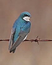 Tree Swallow (Tachycineta bicolor), Saskatchewan, Canada