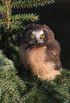 Northern Saw-whet Owl (Aegolius acadicus) juvenile, Prince Albert National Park, Saskatchewan, Canada