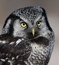 Northern Hawk Owl (Surnia ulula), Prince Albert National Park, Saskatchewan, Canada