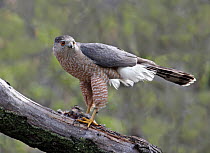 Cooper's Hawk (Accipiter cooperii) with prey, Saskatoon, Saskatchewan, Canada
