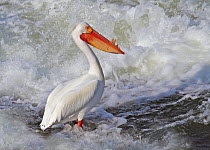 American White Pelican (Pelecanus erythrorhynchos), Saskatoon, Saskatchewan, Canada