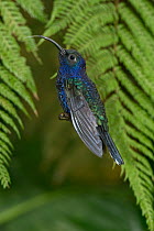Violet Sabre-wing (Campylopterus hemileucurus), Costa Rica