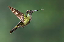 Magnificent Hummingbird (Eugenes fulgens), Costa Rica
