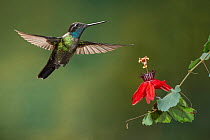 Magnificent Hummingbird (Eugenes fulgens) male, Costa Rica