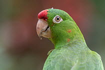 Finsch's Parakeet (Aratinga finschi), Costa Rica