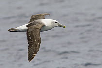 Shy Albatross (Thalassarche cauta), Victoria, Australia