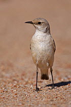 Tractrac Chat (Cercomela tractrac), Swakopmund, Erongo, Namibia