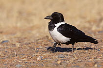 Pied Crow (Corvus albus), Hardap, Namibia