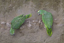 Yellow-crowned Parrot (Amazona ochrocephala) pair at clay lick, Ecuador