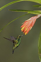 Western Emerald (Chlorostilbon melanorhynchus) feeding on nectar, Ecuador