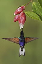 Velvet-purple Coronet (Boissonneaua jardini) male feeding on nectar, Ecuador