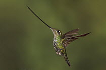 Sword-billed Hummingbird (Ensifera ensifera), Ecuador