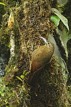 Strong-billed Woodcreeper (Xiphocolaptes promeropirhynchus), Ecuador