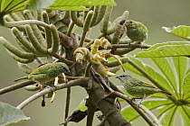 Spotted Tanager (Tangara punctata) group feeding on Cecropia (Cecropia sp) fruit, Ecuador