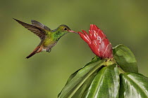 Rufous-tailed Hummingbird (Amazilia tzacatl) feeding on nectar, Ecuador