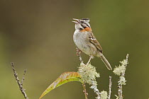 Rufous-collared Sparrow (Zonotrichia capensis) singing, Ecuador