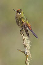 Rainbow-bearded Thornbill (Chalcostigma herrani), Ecuador