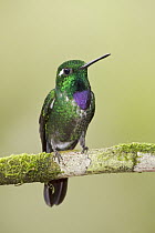 Purple-bibbed Whitetip (Urosticte benjamini), Ecuador