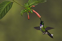 Purple-bibbed Whitetip (Urosticte benjamini) male feeding on nectar, Ecuador