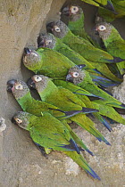 Dusky-headed Parakeet (Aratinga weddellii) group at clay lick, Ecuador
