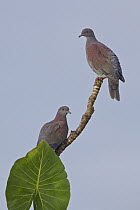 Pale-vented Pigeon (Patagioenas cayennensis) pair, Ecuador