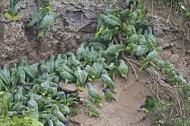 Mealy Parrot (Amazona farinosa) group at clay lick, Ecuador