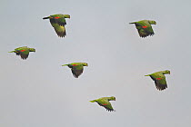 Mealy Parrot (Amazona farinosa) flock flying, Ecuador