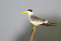 Large-billed Tern (Phaetusa simplex), Ecuador