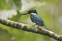 Green Kingfisher (Chloroceryle americana) male, Ecuador